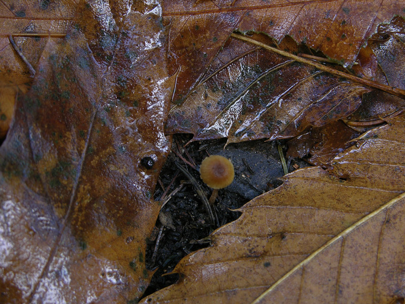 Galerina da determinare n0043(2007).